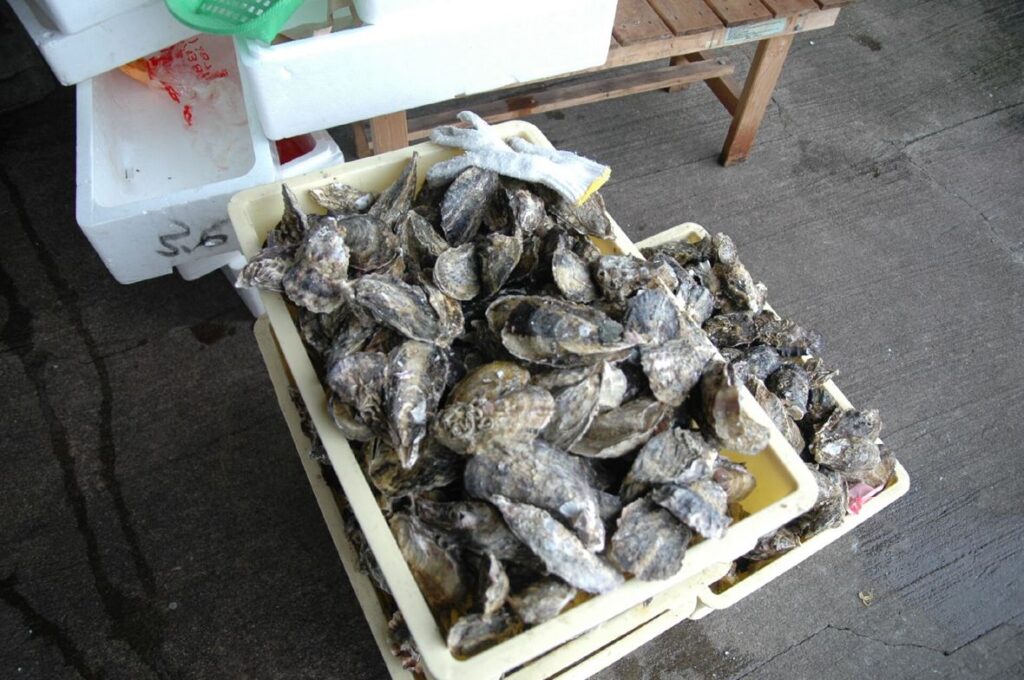 日生で売られている殻付き牡蠣のかご