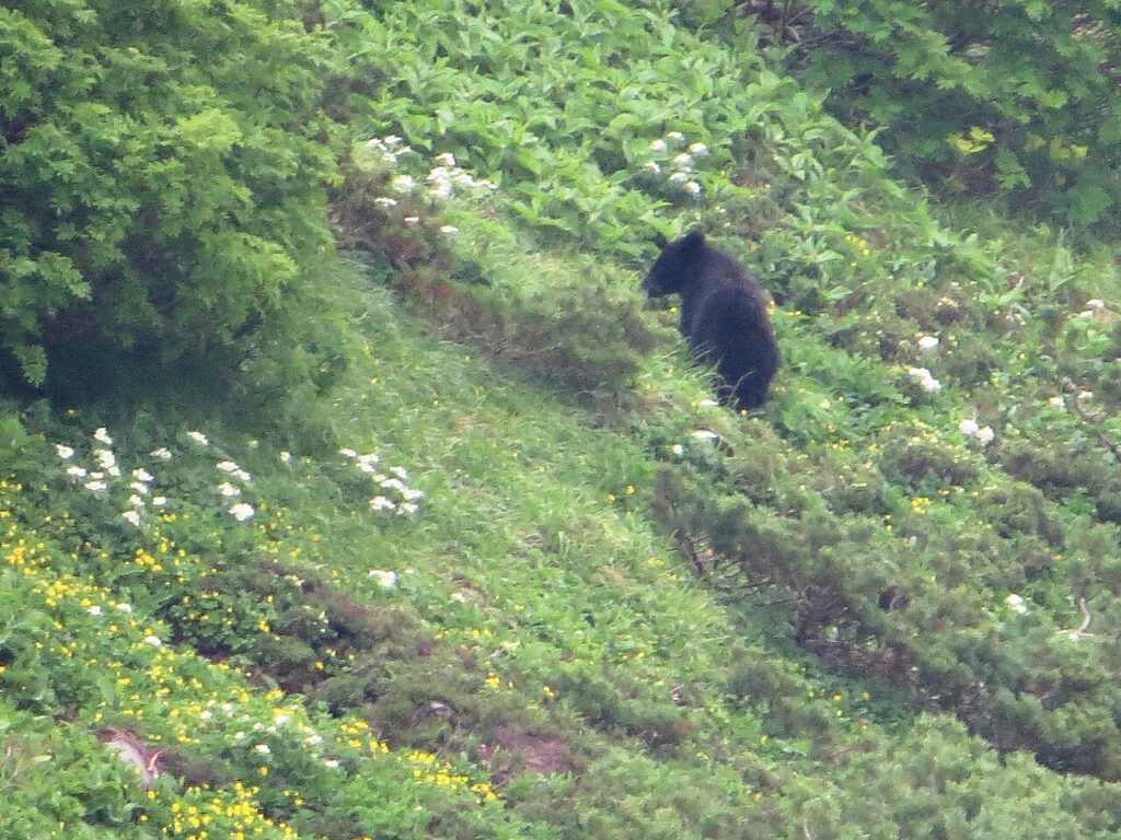 岡山県にも生息するツキノワグマ(草を食べる個体)