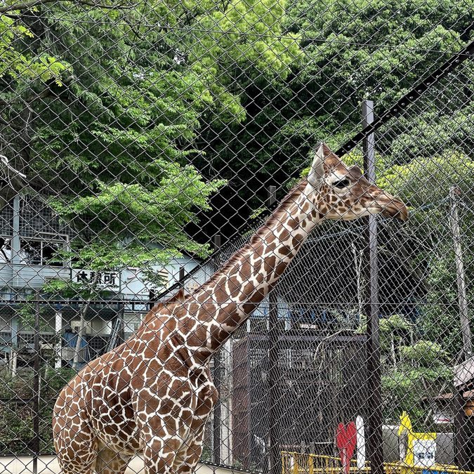 池田動物園のアミメキリン