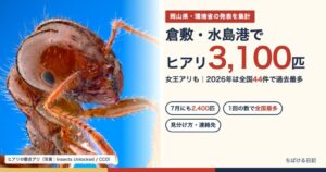 倉敷・水島港でヒアリ3,100匹 女王アリも 2026年は全国44件で過去最多