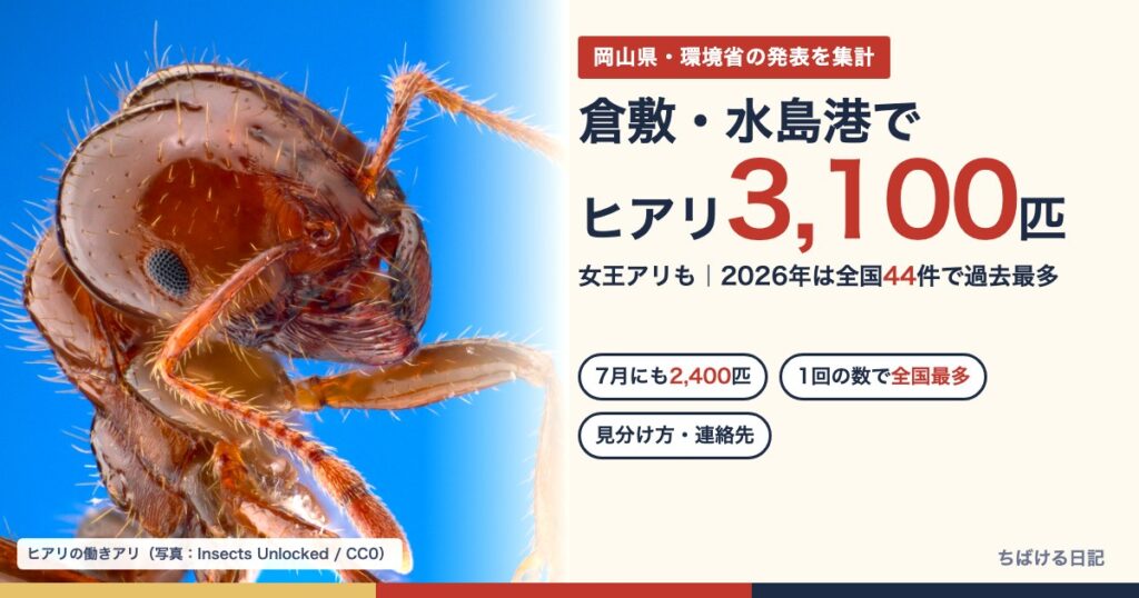 倉敷・水島港でヒアリ3,100匹 女王アリも 2026年は全国44件で過去最多