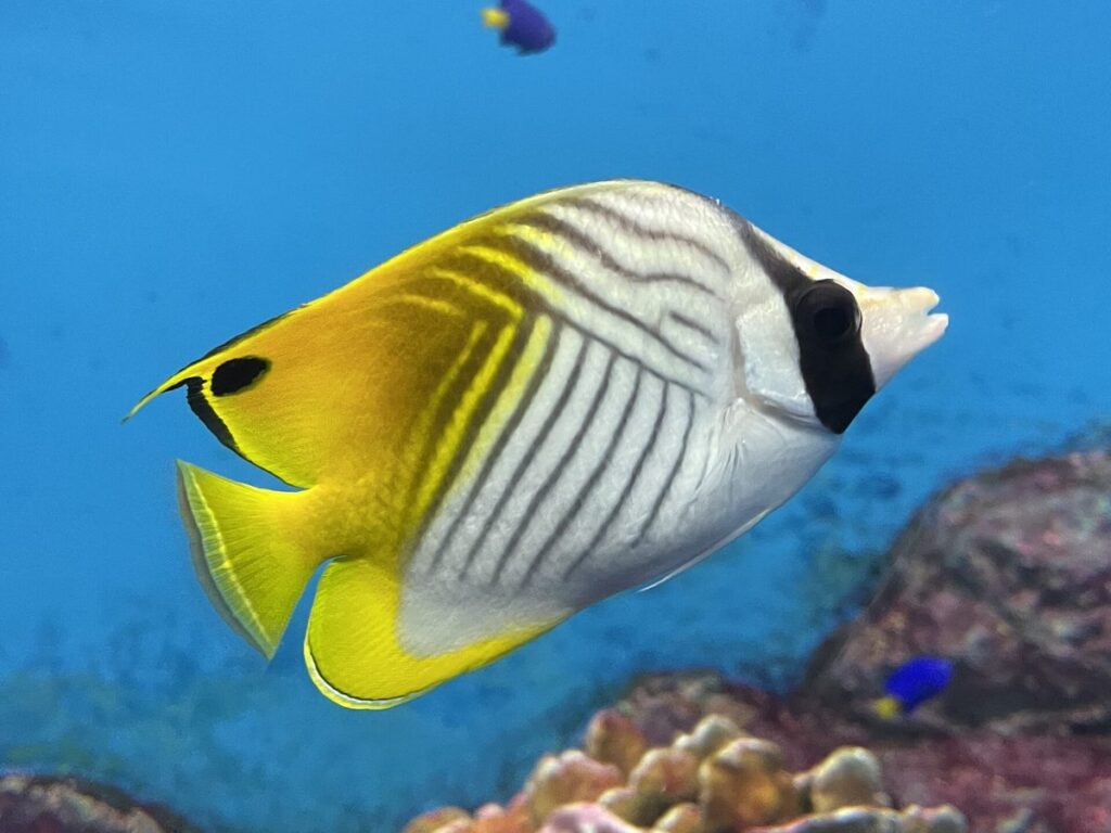 渋川マリン水族館のトゲチョウチョウウオ